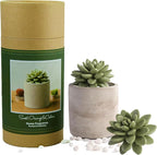 Reed Diffuser Set, Pretty Valley Home Succulent Gypsum Ceramic Fragrance Diffuser Vase Set - 3.38 fl oz (100 ml), Home Fragrance Reed Diffuser (Sweet Orange CEDARS)