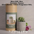 Reed Diffuser Set, Pretty Valley Home Succulent Gypsum Ceramic Fragrance Diffuser Vase Set - 3.38 fl oz (100 ml), Home Fragrance Reed Diffuser (Sweet Orange CEDARS)