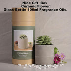 Reed Diffuser Set, Pretty Valley Home Succulent Gypsum Ceramic Fragrance Diffuser Vase Set - 3.38 fl oz (100 ml), Home Fragrance Reed Diffuser (Citrus Verbena)